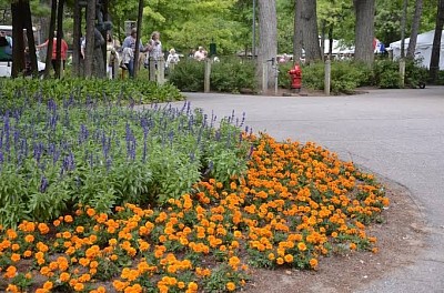 Volunteers Planting Flowers in the Spring at Interlochen Center for the Arts